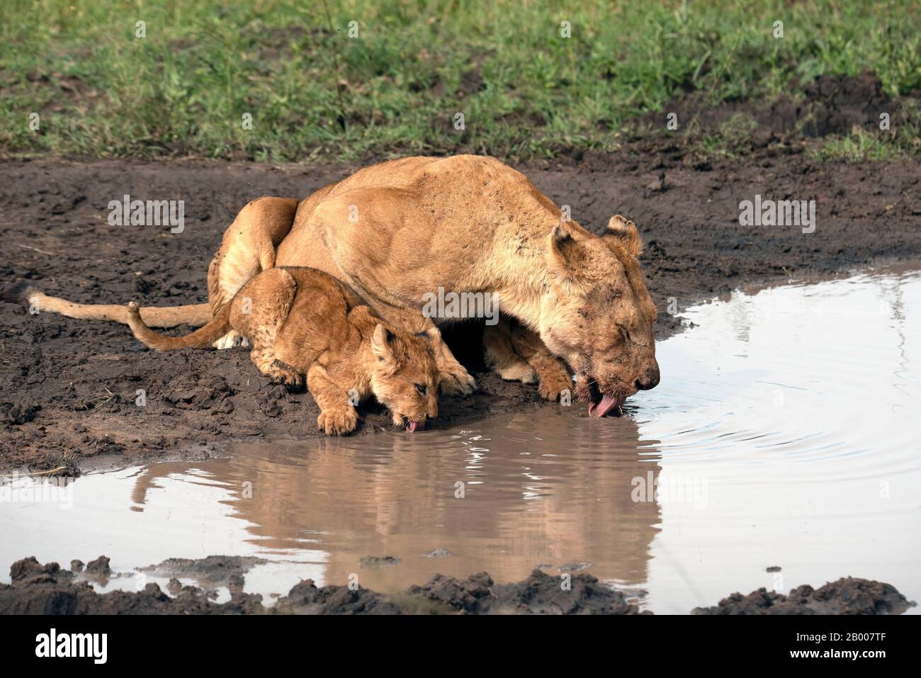 Löwin und ihr Jungtier, die ein Getränk am Wasserloch haben. Stockfoto