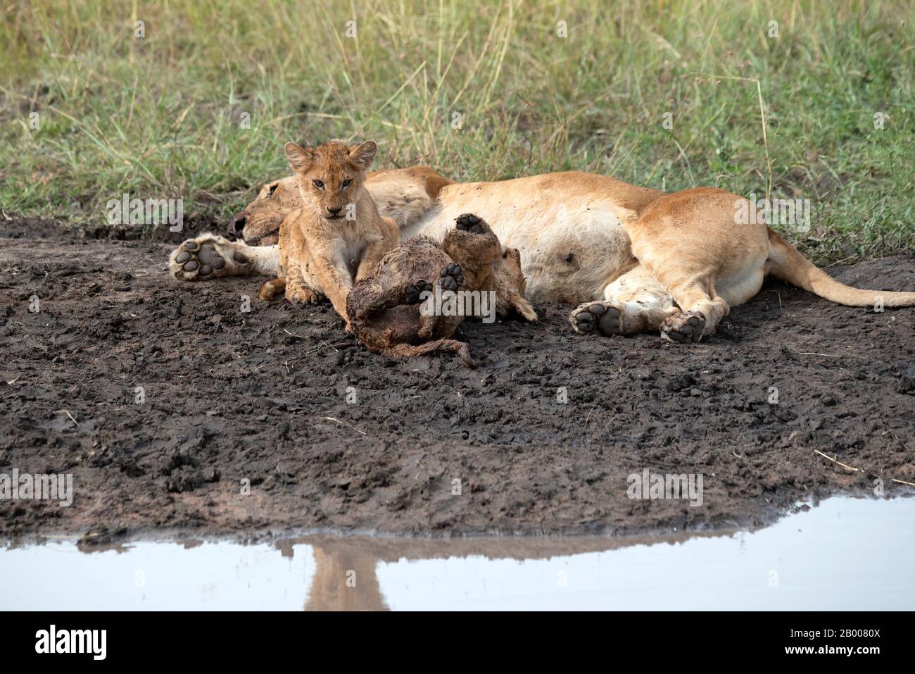Mutter Lion ruht nach einer großen Mahlzeit, während die Kinder spielen Stockfoto