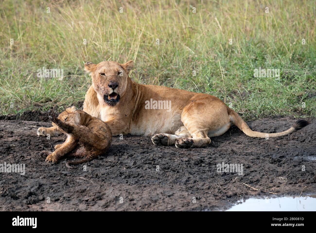 Mutter und Baby-Löwe ruhen nach einer Mahlzeit im Schlamm Stockfoto
