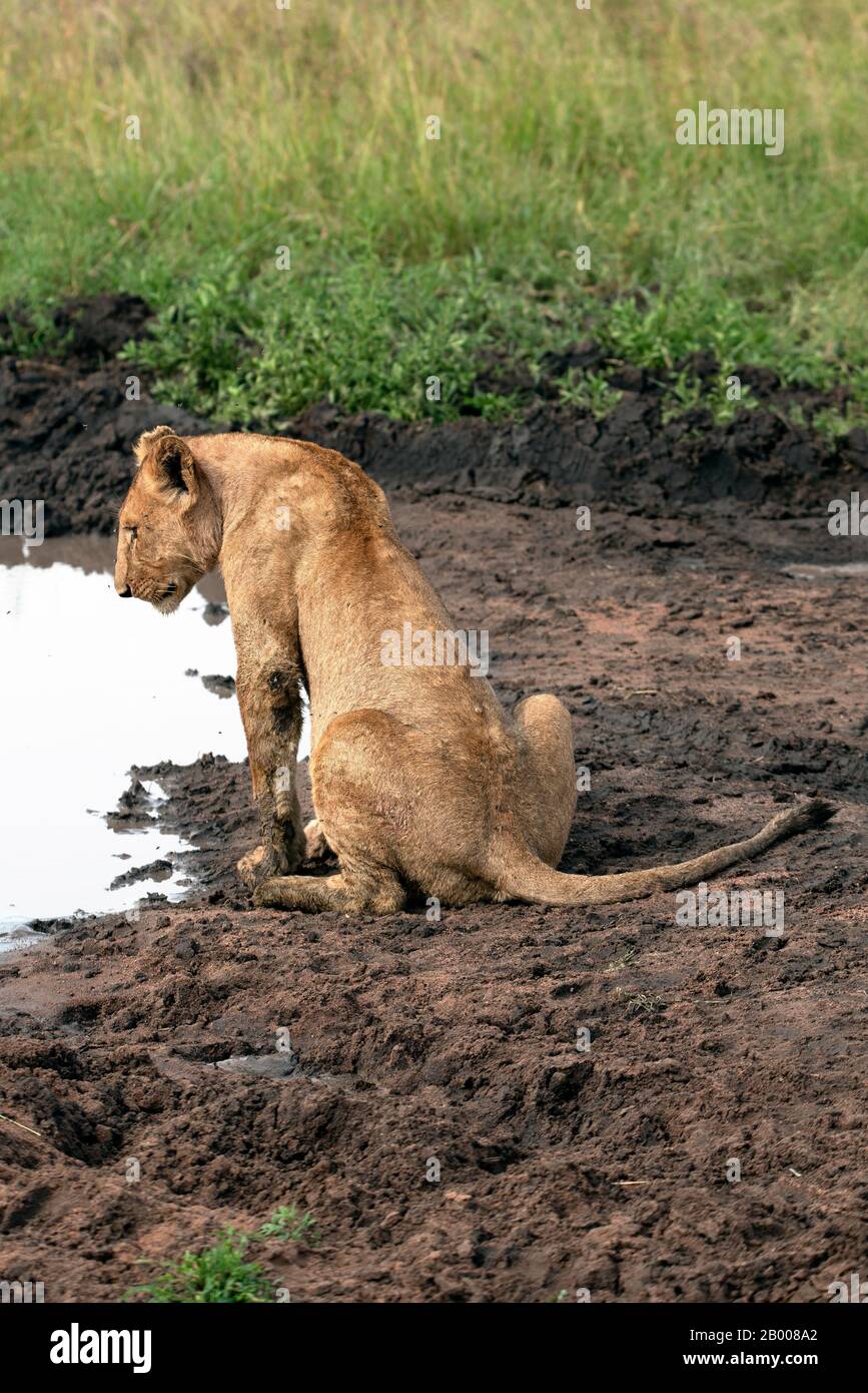 Löwin, der auf das Wasserloch im Serengeti NP herabkommt Stockfoto