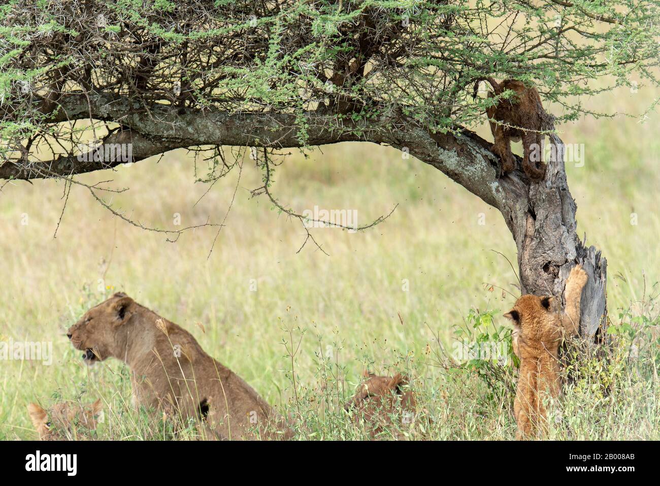 Löwen der Serengeti mit Quader, die seine Klauen am Baum schärfen. Stockfoto