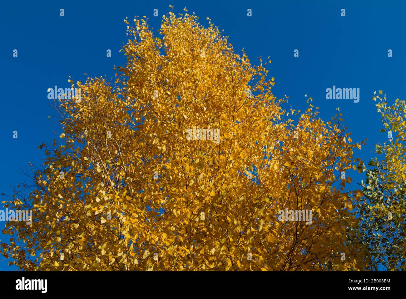 Goldgelbes Blattwerk aus Holz auf blauem Himmelshintergrund. Herbstzeit. Sonniger Tag. Stockfoto