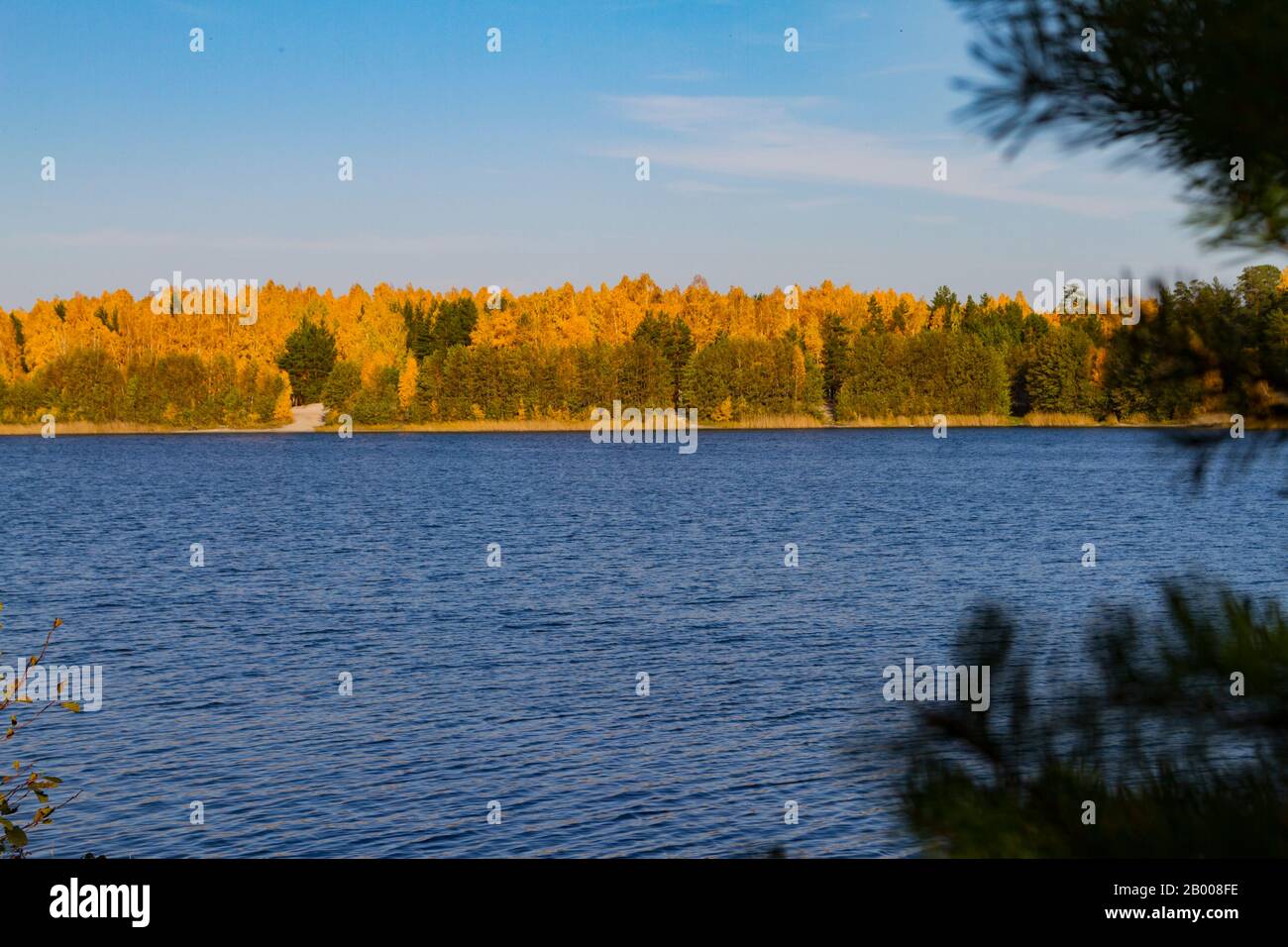 Goldener Herbstwald am Ufer des Sees. Reflexion im Wasser. Stockfoto