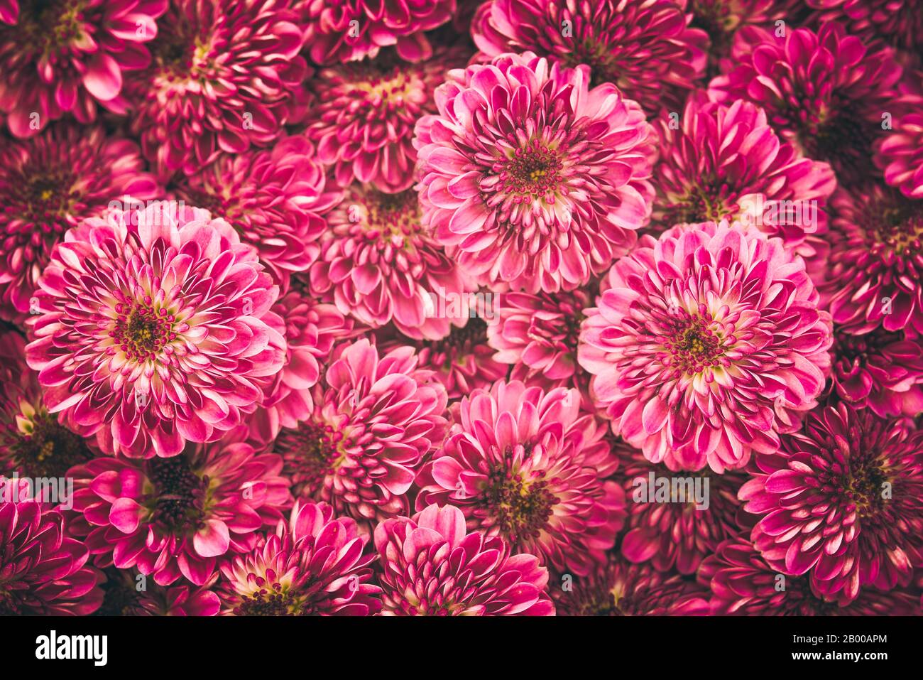 Rosa Chrysanthemum Bouquet aus nächster Nähe, geblümter Hintergrund im Vollformat Stockfoto