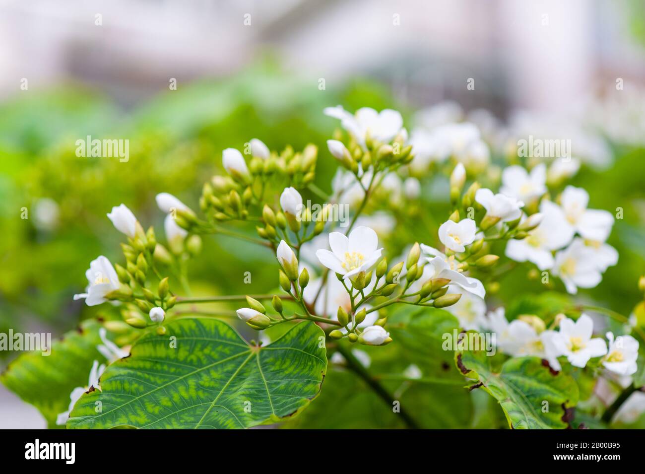 Im Frühling blüht schöne weiße Tönung Stockfoto