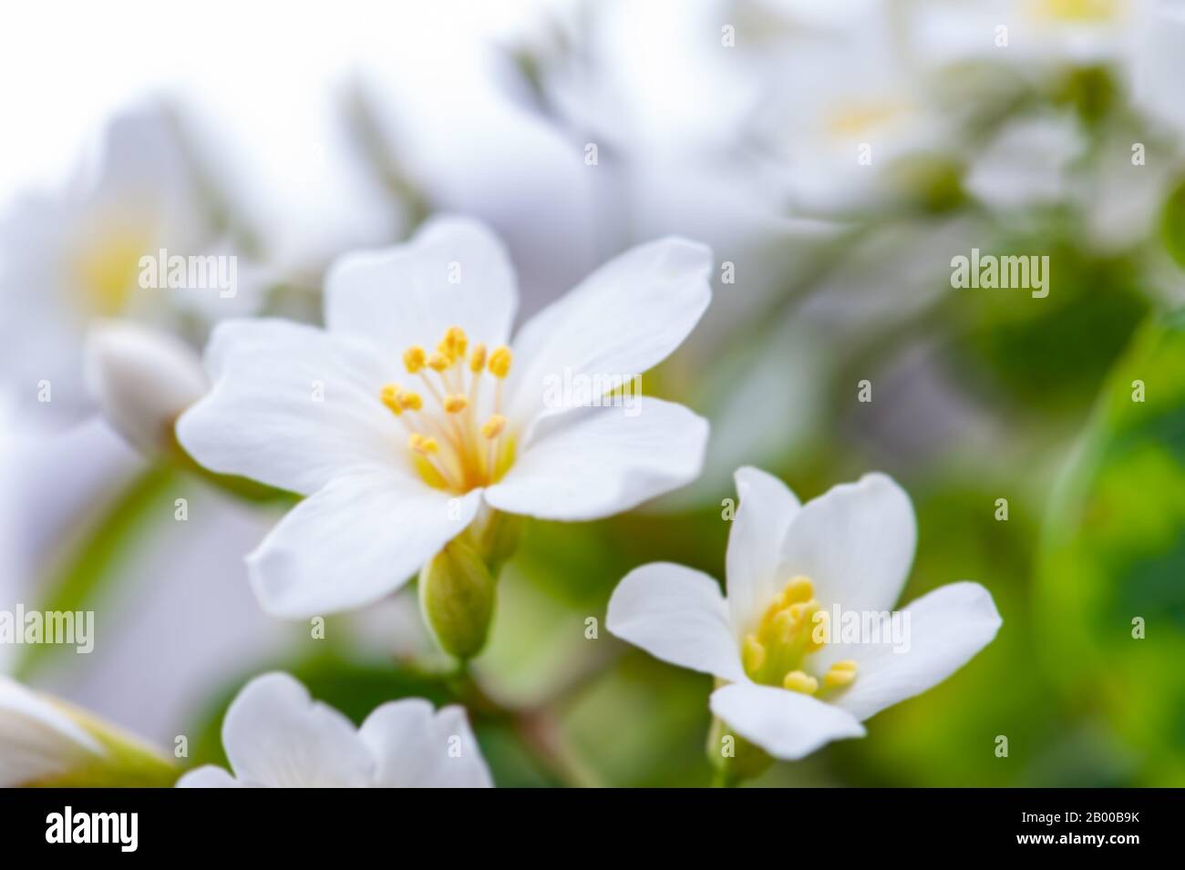 Im Frühling blüht schöne weiße Tönung Stockfoto