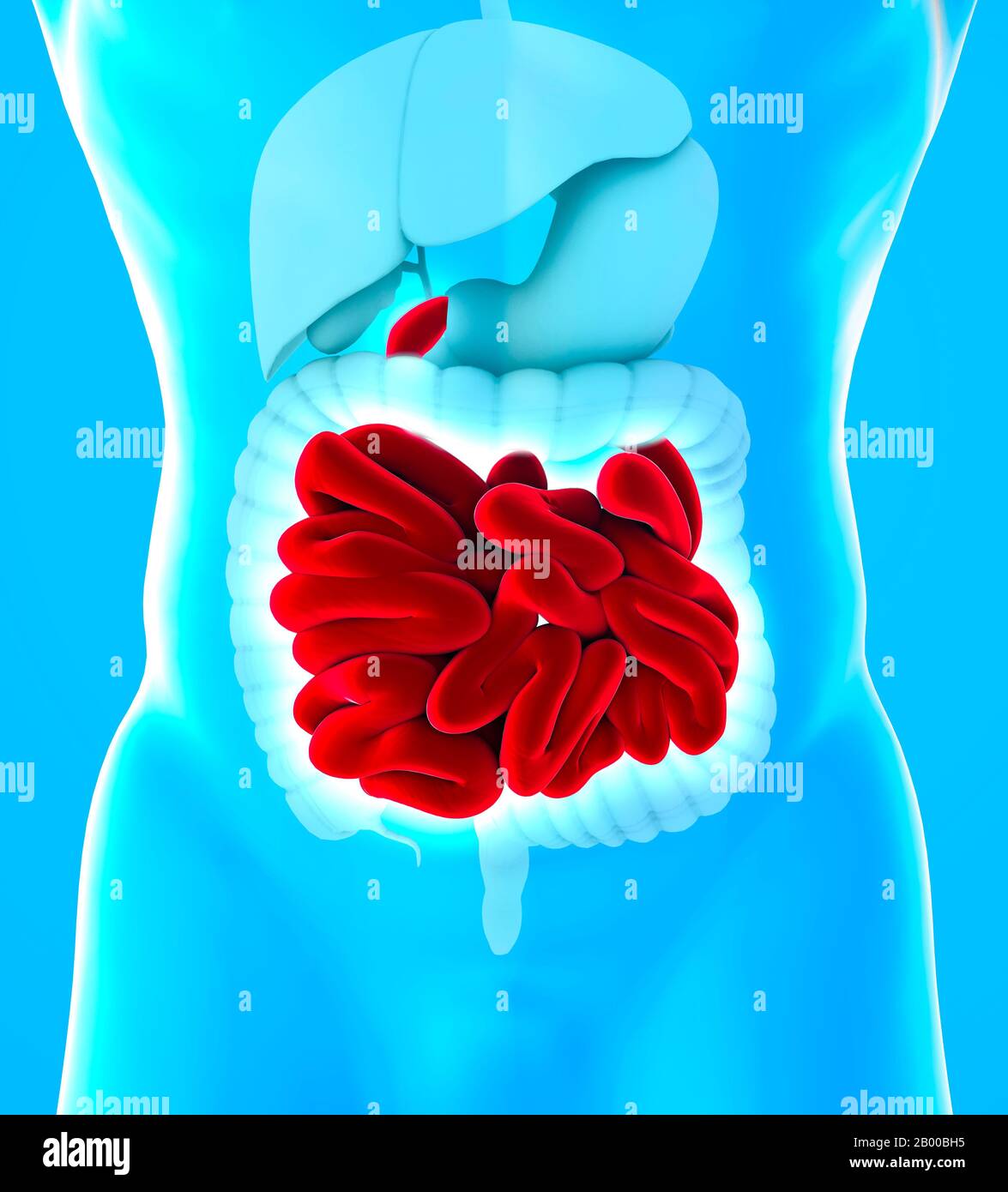 Menschliche Körperansicht des unteren Magen-Darm-Trakts und des Dünndarms. Der Dünndarm wird in das Zwölffingerdarm, das Jejunum und das Ileum unterteilt Stockfoto