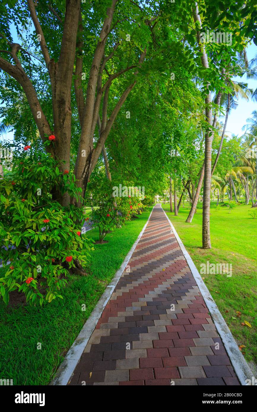 Ein von Bäumen gesäumter Kopfsteinpflaster eines tropischen Resorts auf den Malediven Stockfoto