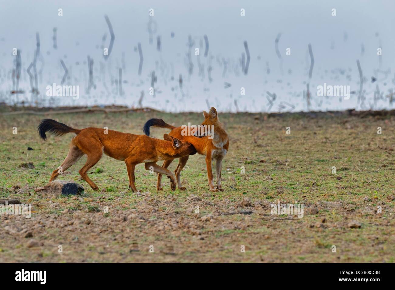 Dholes (Cuon alpinus), Tadoba Andhari Tiger Reserve, Indien Stockfoto