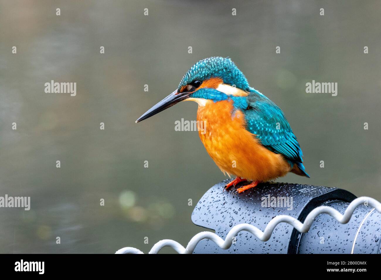 Gemeinsamer Eisvogel (Alcedo atthis), männlich auf der Sonnenblende einer Fotolinse sitzend, Hessen, Deutschland Stockfoto