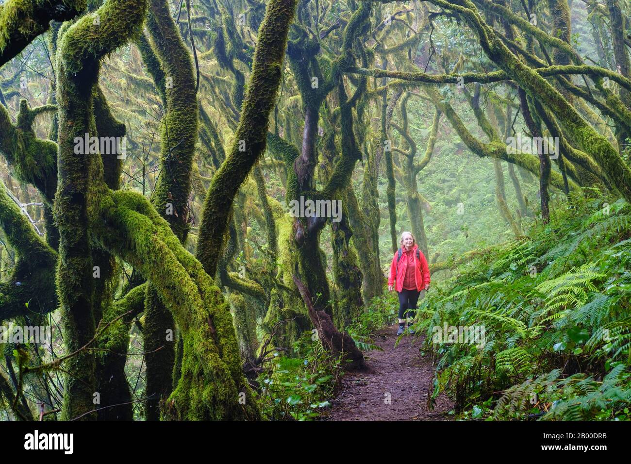 Frau, die auf dem Waldweg im Nebelwald, im Nationalpark Garajonay, in La Gomera, auf den Kanarischen Inseln, in Spanien wandert Stockfoto