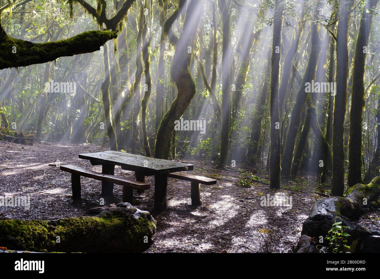 Sonnenstrahlen im Nebel, Picknicktisch im Nebelwald, Garajonay-Nationalpark, La Gomera, Kanarische Inseln, Spanien Stockfoto