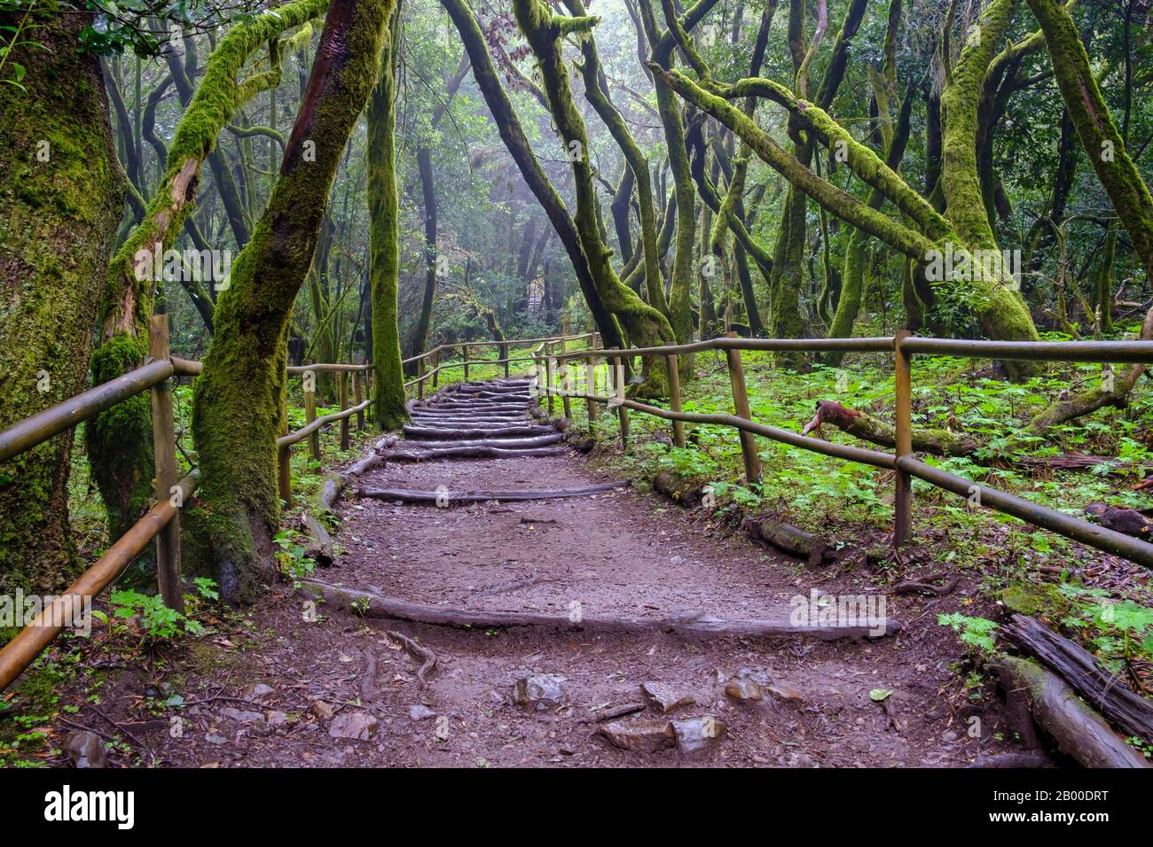 Waldweg im Lorbeerwald, Laguna Grande, Nationalpark Garajonay, La Gomera, Kanarische Inseln, Spanien Stockfoto