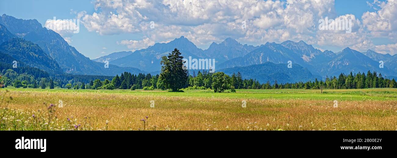 Naturbiotop mit Wiese und Ammergauer Alpen, alpine Upland, Buching, Schwangau, Bayern, Deutschland Stockfoto