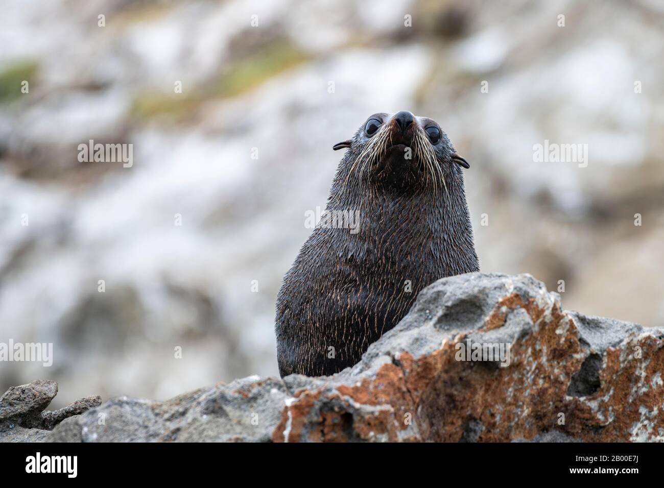 Neuseeländische Felldichtung (Arctocephalus forsteri) auf Felsen, Kaikoura, Canterbury, South Island, Neuseeland Stockfoto