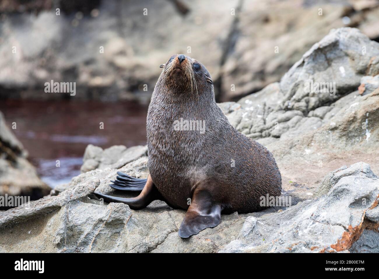 Neuseeländische Felldichtung (Arctocephalus forsteri) auf Felsen, Kaikoura, Canterbury, South Island, Neuseeland Stockfoto