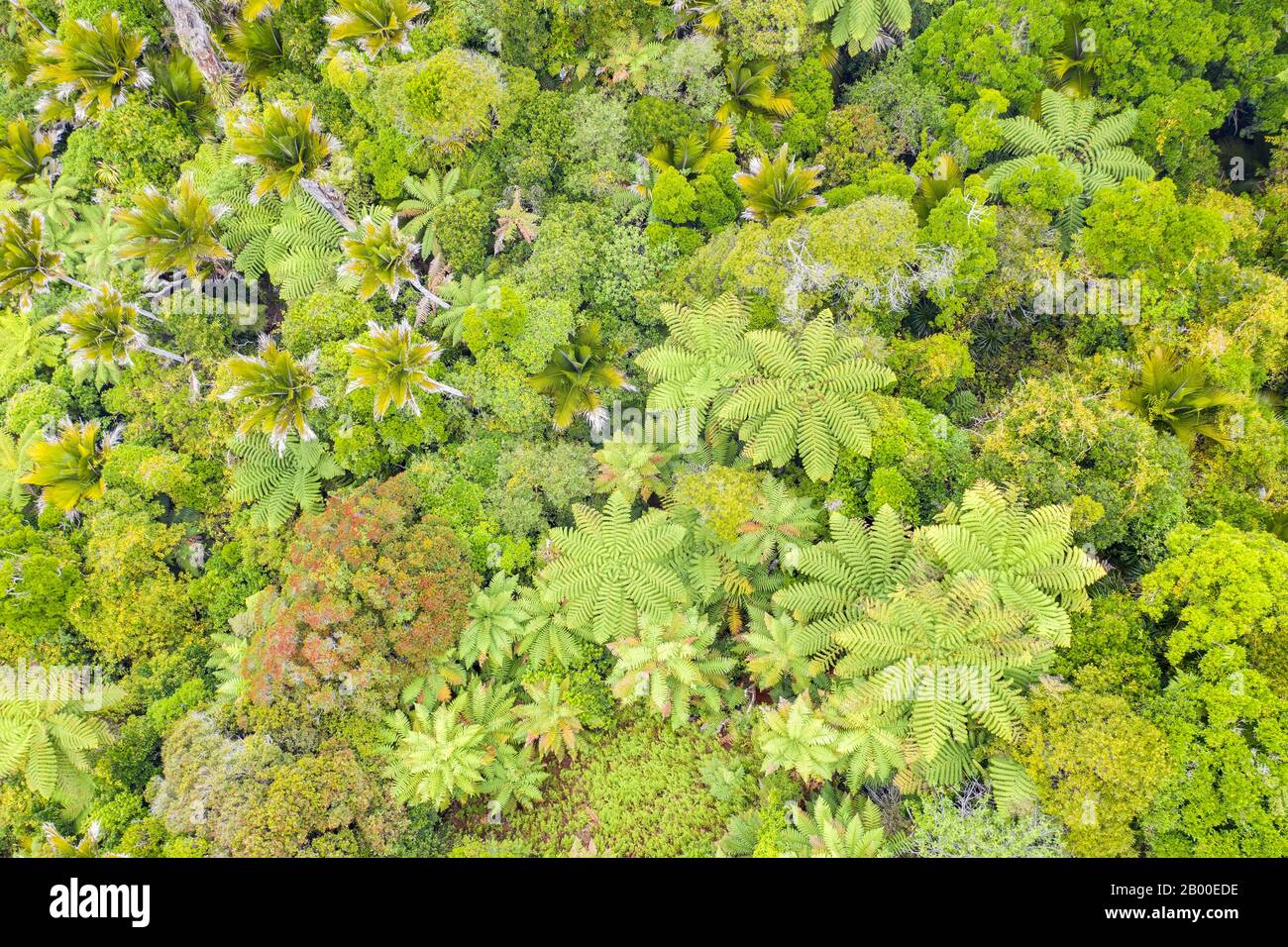 Subtropischer Regenwald, Baumwipfel am Rande des Kahurangi-Nationalparks, Baumfarne (Cyatheales), Anatori, Tasman, Südinsel, Neuseeland Stockfoto