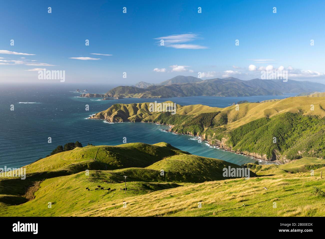 Blick auf Wiesen und felsigen Küste bei französischen Pass, Region Marlborough Sounds, Picton, Marlborough, Südinsel, Neuseeland Stockfoto