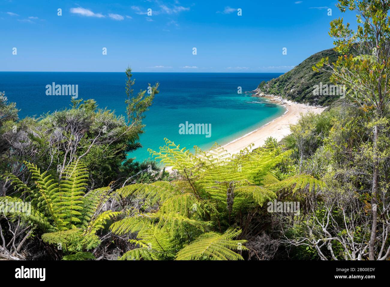 Blick auf die Anapai Bay, die Baumfarne (Cyatheales), den Abel Tasman National Park, Tasman, South Island, Neuseeland Stockfoto