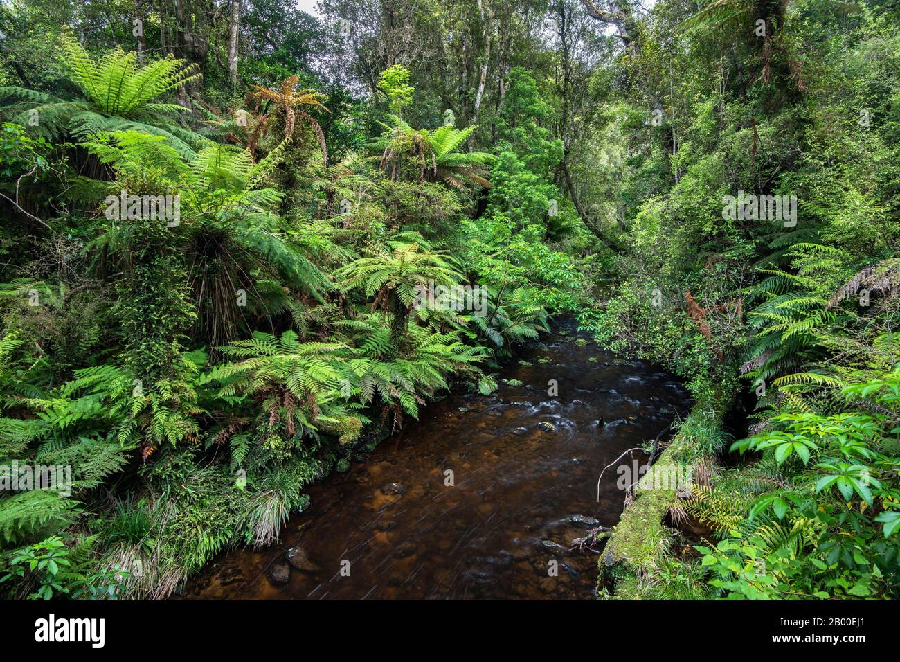 Der Creek fließt durch Wald mit Baumfarn (Cyatheales), Waipohatu Falls Track, Catlins, South Island, Neuseeland Stockfoto