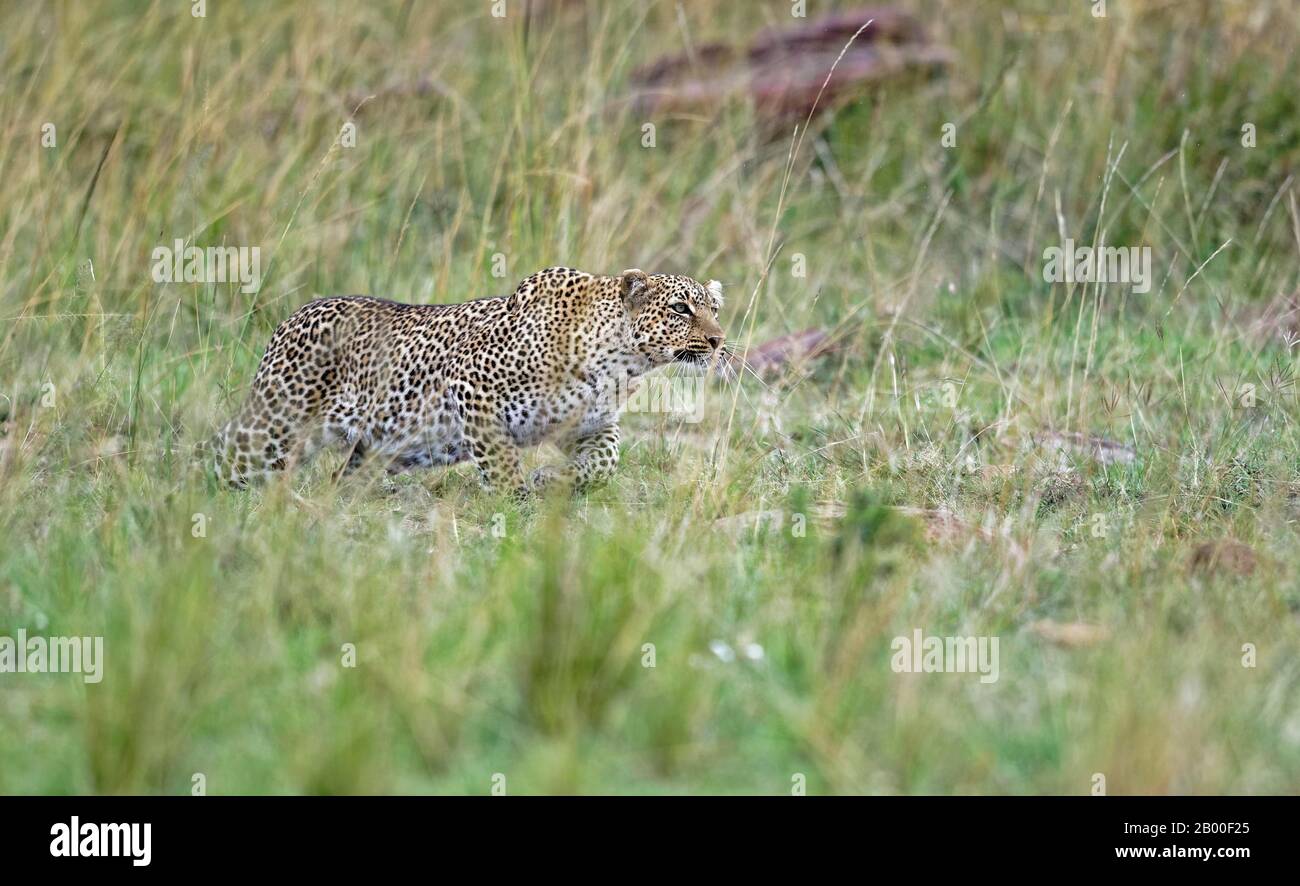 Leopard (Panthera pardus) schleicht sich auf eine Beute, Masai Mara Game Reserve, Kenia Stockfoto