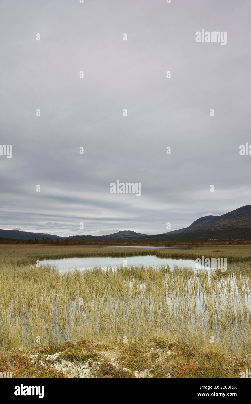 Berglandschaft, Felsen, Steine, Dovrefjell-Sunndalsfjella-Nationalpark, Norwegen Stockfoto