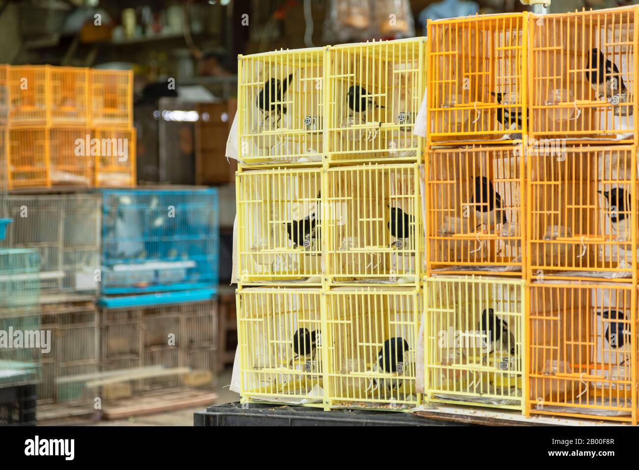Bird Market, Mong Kok, Kowloon, Hongkong Stockfoto