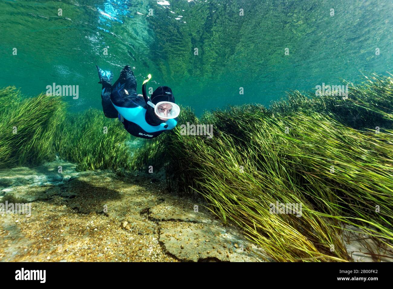 Snorkeler schwimmt im Fluss über Schilf, Rainbow River, Rainbow Springs State Park, Dunnelon, Florida, USA Stockfoto