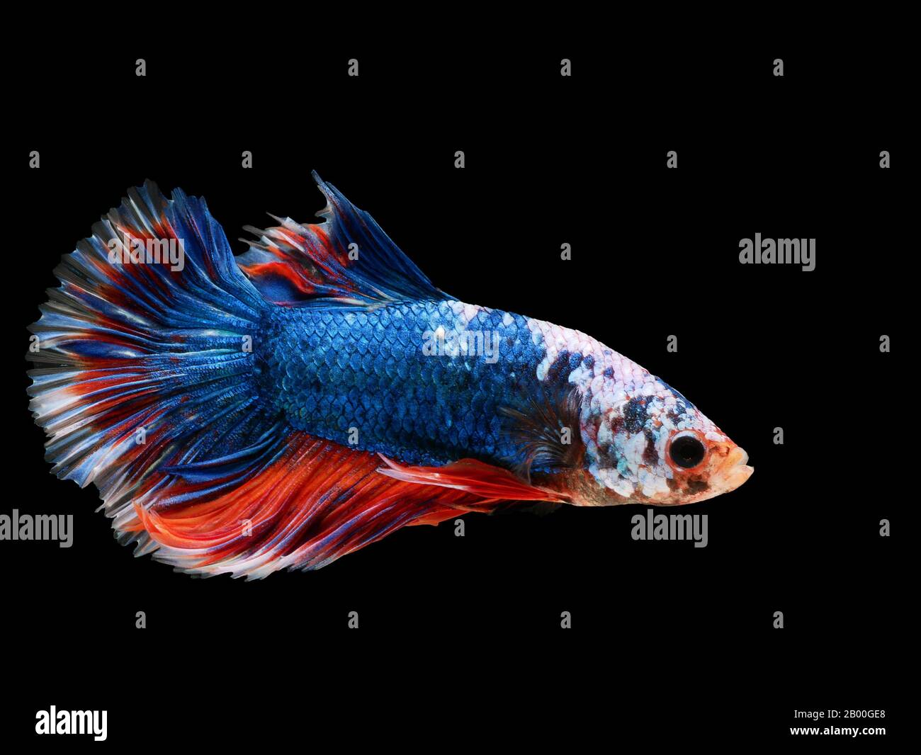 Schöner dunkelblauer Thai-Kampffisch, der mit langen Flossen und rot-weißem farbenfrohfarbenem langen Schwanzgen schwimmt und auf schwarzem Hintergrund isoliert Fische bekämpft. Stockfoto