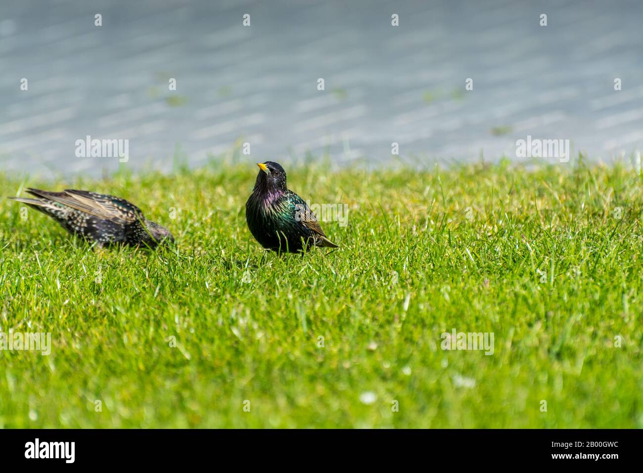 Ein häufiger Starling, auch europäischer Starling, Störus vulgaris, der Würmer auf einer Wiese in Hannover isst. Stockfoto