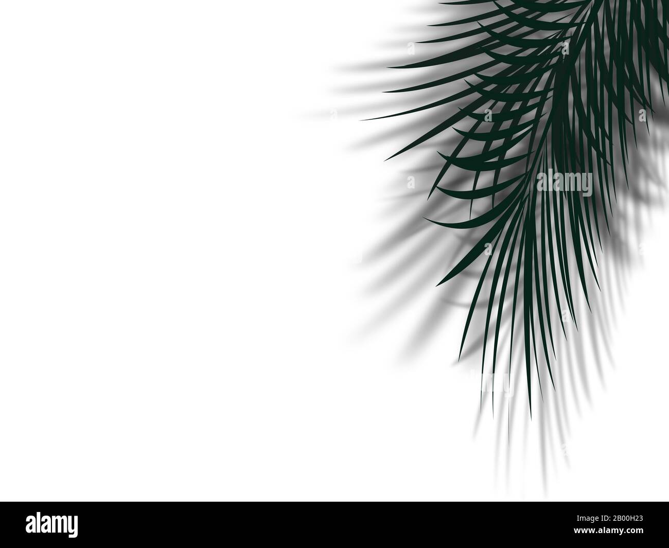 Palmenblatt mit Schatten reflektieren auf einer sauberen weißen Wand mit Kopierraum. Abstraktes einfaches Palmenblatt in schwarz-weißer Farbe für tropische Rückengroschen Stockfoto