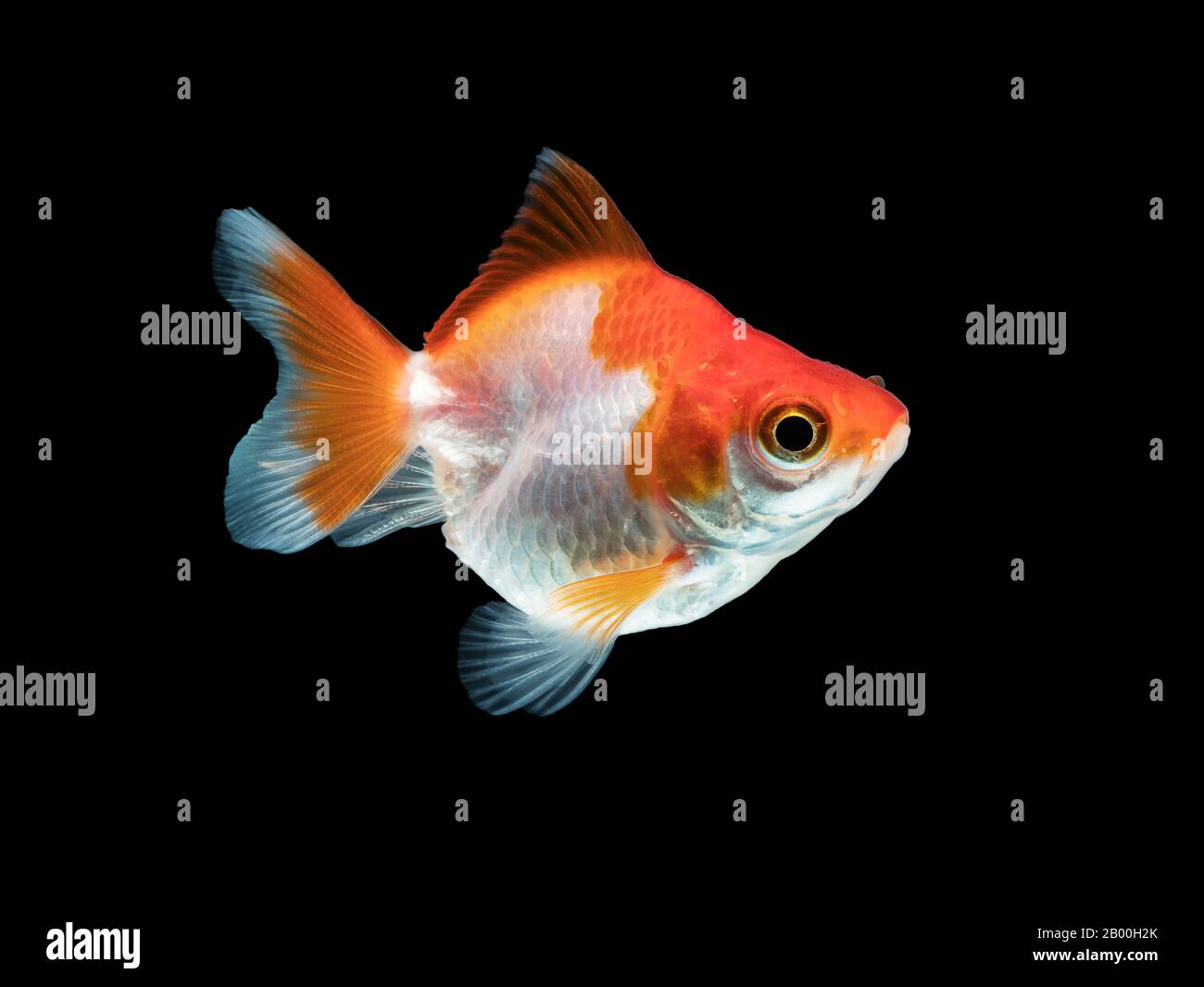Einzelner Goldfisch mit weißer und oranger Farbe isoliert auf schwarzem Hintergrund Stockfoto