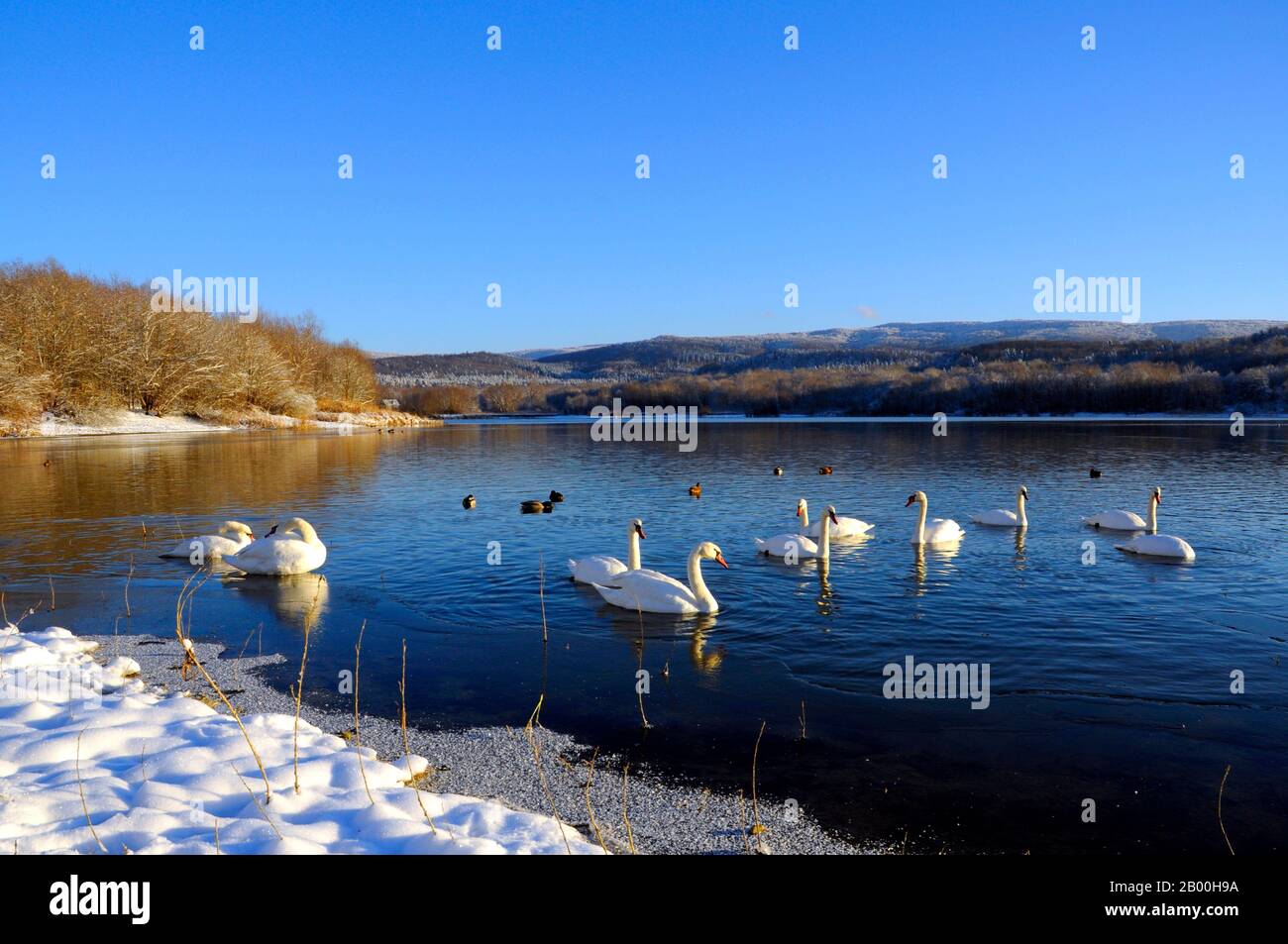 Weiße Schwäne an einem bunten See Stockfoto