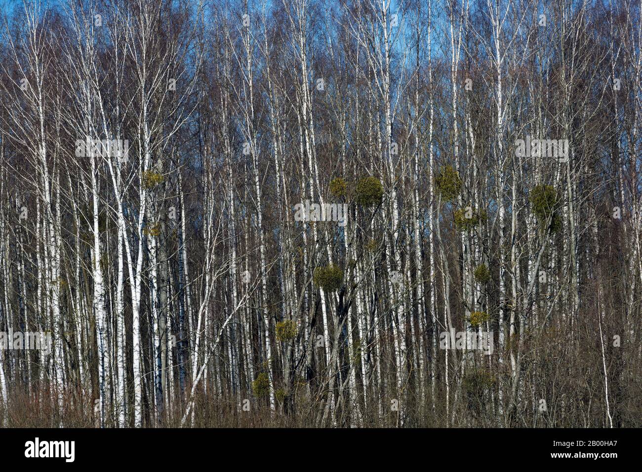 Bialowieza, Polonia Stockfoto