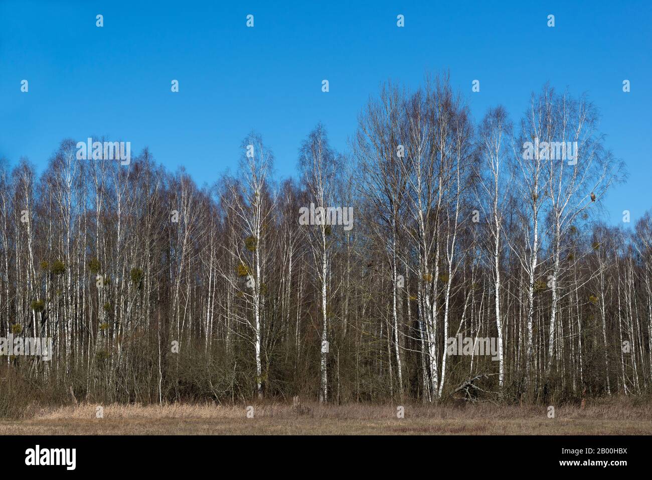 Bialowieza, Polonia Stockfoto