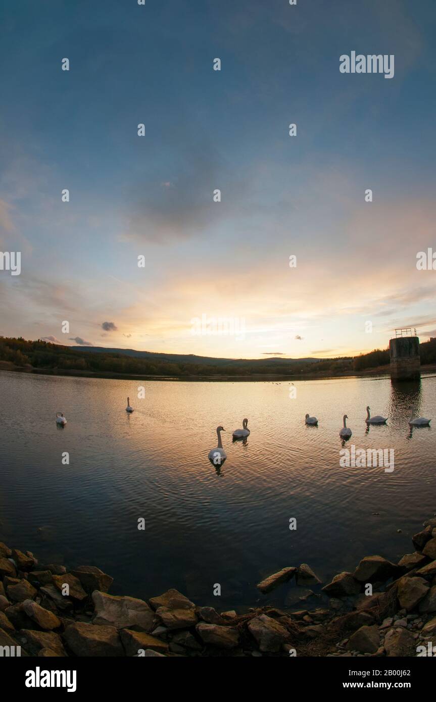 Weiße Schwäne bei Sonnenuntergang und gesättigter Himmel Stockfoto