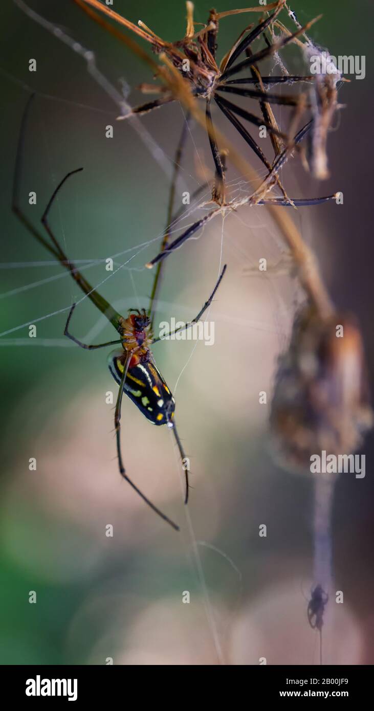 Spinne, die ihr Spinnennetz mit einer Anlage wedeln Stockfoto