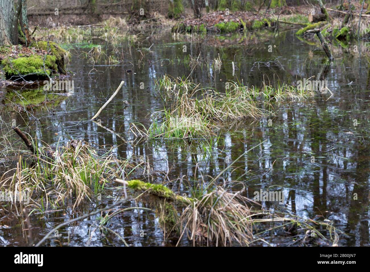 Marsh, Bialowieza, Polen Stockfoto