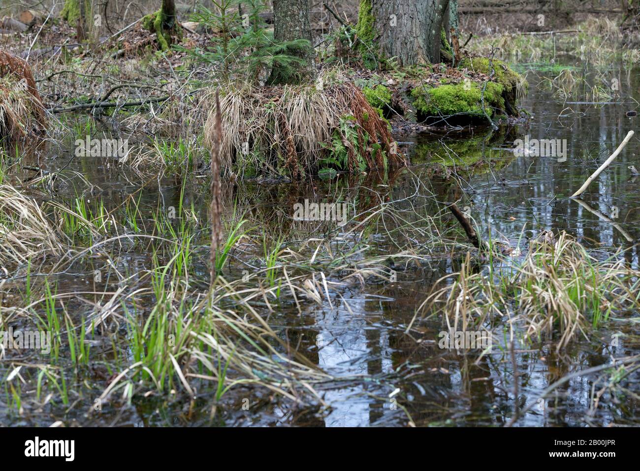 Marsh, Bialowieza, Polen Stockfoto