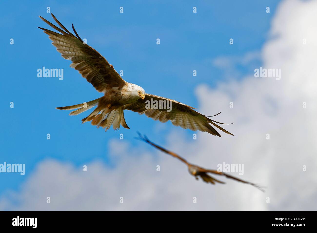 Paar Rote Drachen (milvus milvus) in Mittelwales. Einer von ihnen ist eine sehr seltene leukistische (weiße). Stockfoto