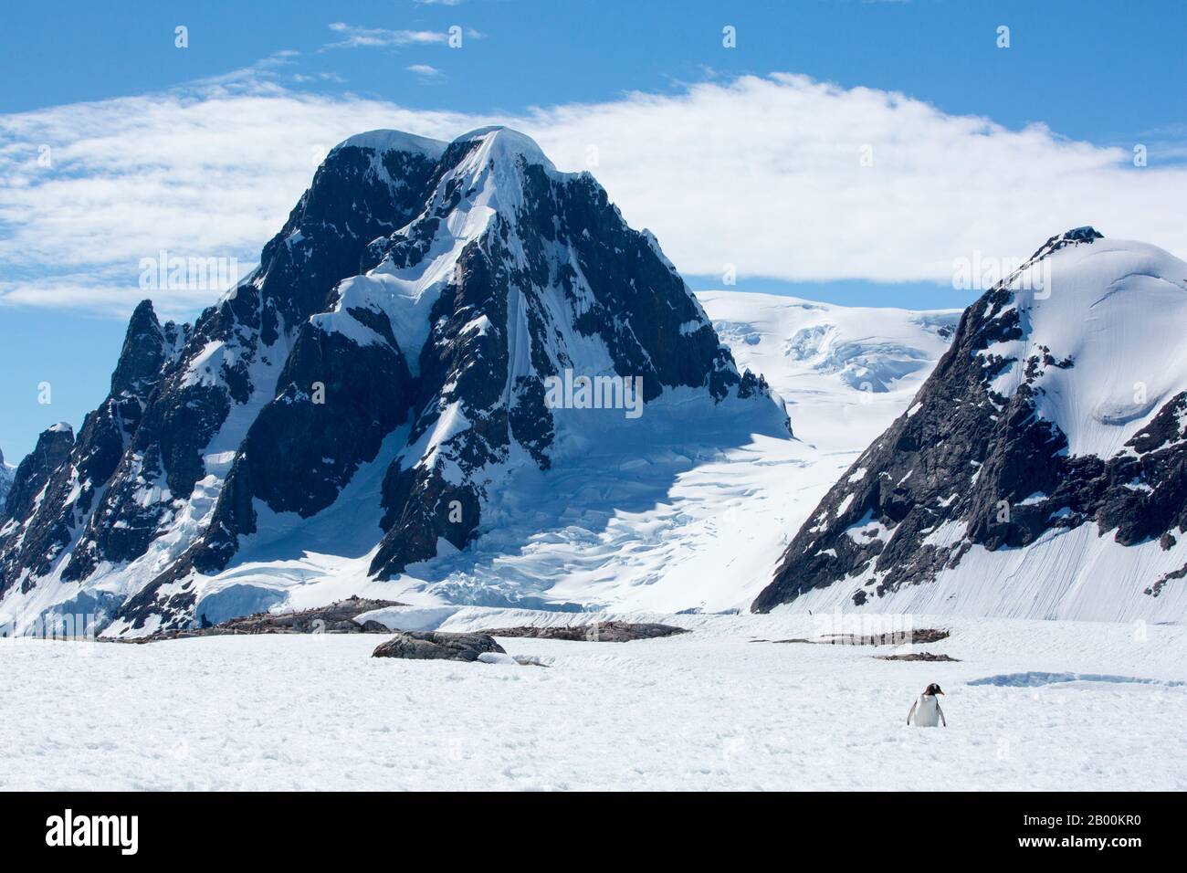 Ein Gentoo-Pinguin (Pygoscelis papua) auf der Peterman Island in der Nähe des Lemaire-Kanals, Graham Land, Antarktis. Stockfoto