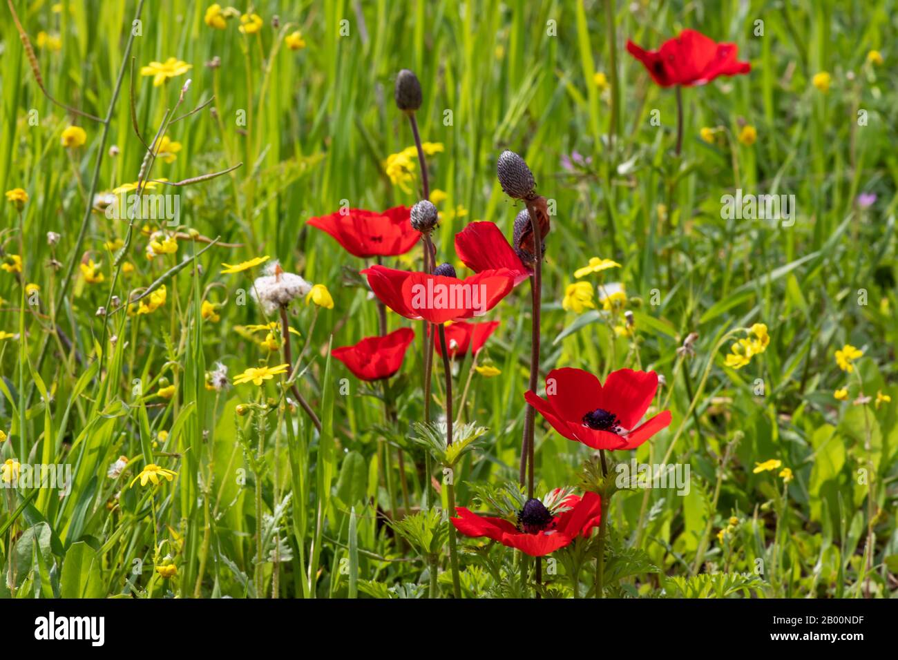Rote Anemonblüten und Knospen blühen im Gras in der Sonne Stockfoto