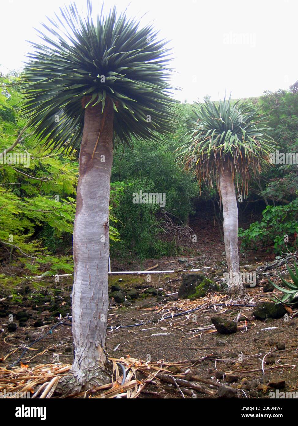 USA: Dracaena cinnabari (Dragon's Blood Tree of Socotra / Suqutra Island), Koko Crater Botanical Garden, Hawaii. Das von Daderot aufgenommen und 2009 in die Öffentlichkeit gebracht wurde. Stockfoto