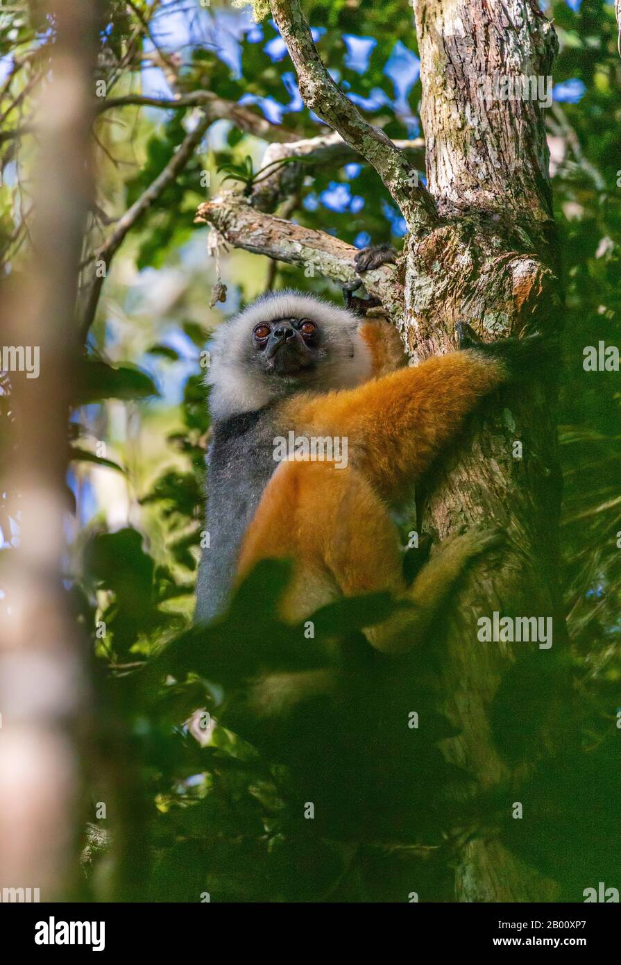 Diademed Sifaka krampfte auf einen Baumstamm Stockfoto