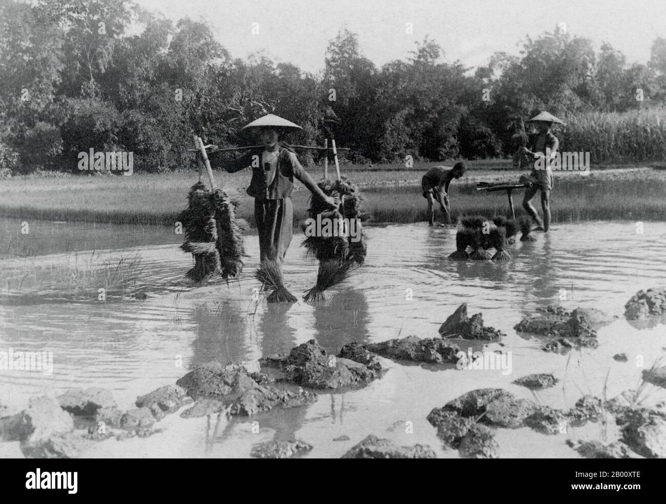 Vietnam: Ein Landwirt trägt Reissämlinge von einem Reisfeld im Mekong Delta, Cochinchina, 1930. Cochinchina ist eine Region, die das südliche Drittel Vietnams umfasst, einschließlich Saigon, oder Ho Chi Minh Stadt. Es war eine französische Kolonie von 1862 bis 1948. 1864 wurden alle französischen Gebiete in Südvietnam zur neuen französischen Kolonie Cochinchina erklärt, die von 1868 bis 74 von Admiral Jules Marie Dupré regiert werden sollte. Der spätere Staat Südvietnam wurde 1954 durch die Kombination von Cochinchina mit dem südlichen Annam gegründet. Auf Vietnamesisch heißt die Region Nam Bo. Stockfoto