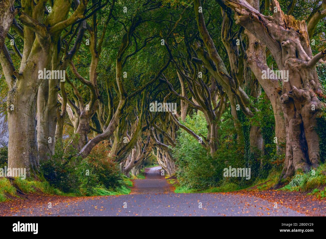 Berühmt durch Die Serie House House of Thrones sind die schönen Bäume, die zum Gracehill House in Irland führen Stockfoto