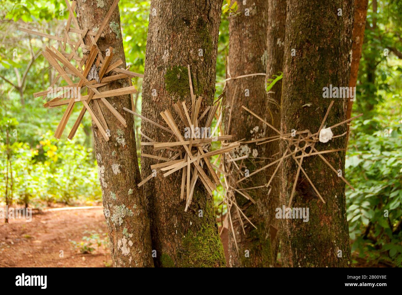 Thailand: Taleo ziert Bäume außerhalb des Akha-Dorfes Ban Huai Kee Lek, Provinz Chiang Rai, Nordthailand. Taleo, ein offenes Bambus-Symbol, das von vielen verschiedenen ethnischen Gruppen im Norden Thailands und Laos als Schutz vor bösen Geistern verwendet wird. Hier werden sie verwendet, um die Bäume vor Holzeinschlag zu schützen. Die Akha sind ein Hügelstamm von Subsistenzbauern, die für ihre Kunstfertigkeit bekannt sind. Die ethnische Gruppe mag vor etwa 1500 Jahren in der Mongolei entstanden sein. Die meisten der verbliebenen Akha-Menschen sind heute in kleinen Dörfern zwischen den Bergen von China, Laos, Myanmar (Burma) und Nordthailand verteilt. Stockfoto