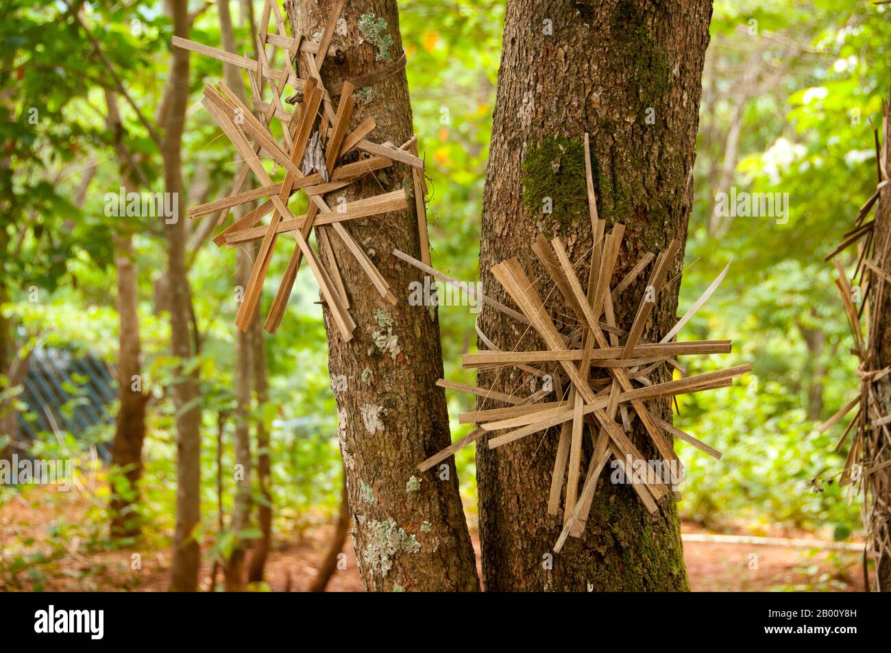 Thailand: Taleo ziert Bäume außerhalb des Akha-Dorfes Ban Huai Kee Lek, Provinz Chiang Rai, Nordthailand. Taleo, ein offenes Bambus-Symbol, das von vielen verschiedenen ethnischen Gruppen im Norden Thailands und Laos als Schutz vor bösen Geistern verwendet wird. Hier werden sie verwendet, um die Bäume vor Holzeinschlag zu schützen. Die Akha sind ein Hügelstamm von Subsistenzbauern, die für ihre Kunstfertigkeit bekannt sind. Die ethnische Gruppe mag vor etwa 1500 Jahren in der Mongolei entstanden sein. Die meisten der verbliebenen Akha-Menschen sind heute in kleinen Dörfern zwischen den Bergen von China, Laos, Myanmar (Burma) und Nordthailand verteilt. Stockfoto