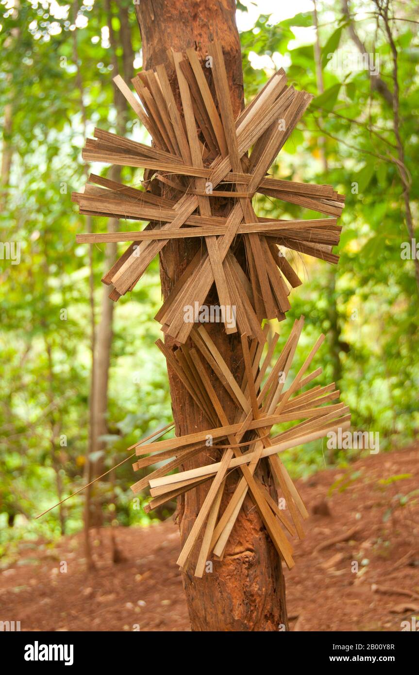 Thailand: Taleo ziert Bäume außerhalb des Akha-Dorfes Ban Huai Kee Lek, Provinz Chiang Rai, Nordthailand. Taleo, ein offenes Bambus-Symbol, das von vielen verschiedenen ethnischen Gruppen im Norden Thailands und Laos als Schutz vor bösen Geistern verwendet wird. Hier werden sie verwendet, um die Bäume vor Holzeinschlag zu schützen. Die Akha sind ein Hügelstamm von Subsistenzbauern, die für ihre Kunstfertigkeit bekannt sind. Die ethnische Gruppe mag vor etwa 1500 Jahren in der Mongolei entstanden sein. Die meisten der verbliebenen Akha-Menschen sind heute in kleinen Dörfern zwischen den Bergen von China, Laos, Myanmar (Burma) und Nordthailand verteilt. Stockfoto