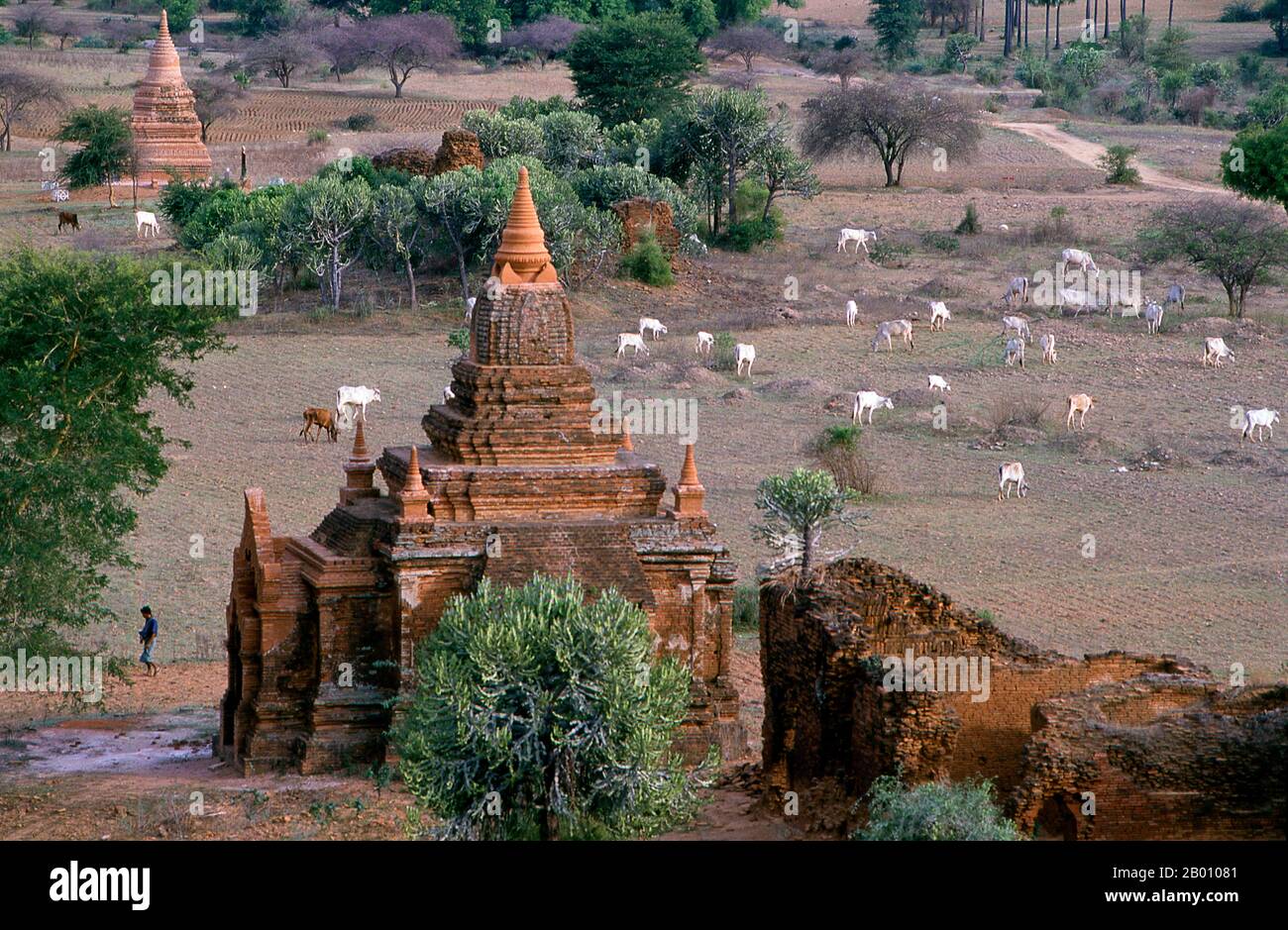Burma: Eine Kuhherde in der Nähe des Shwesandaw-Tempels, Bagan (Pagan) Ancient City. Bagan, früher Pagan, wurde hauptsächlich zwischen dem 11th. Und 13th. Jahrhundert erbaut. Offiziell Arimaddanapura oder Arimaddana (die Stadt des feindlichen Crusher) und auch als Tambadipa (das Land des Kupfers) oder Tassadessa (das vertrocknende Land) bekannt, war es die Hauptstadt mehrerer alter Königreiche in Burma. Stockfoto